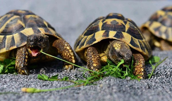What Are the Best Nutritional Strategies for Overweight Turtles?